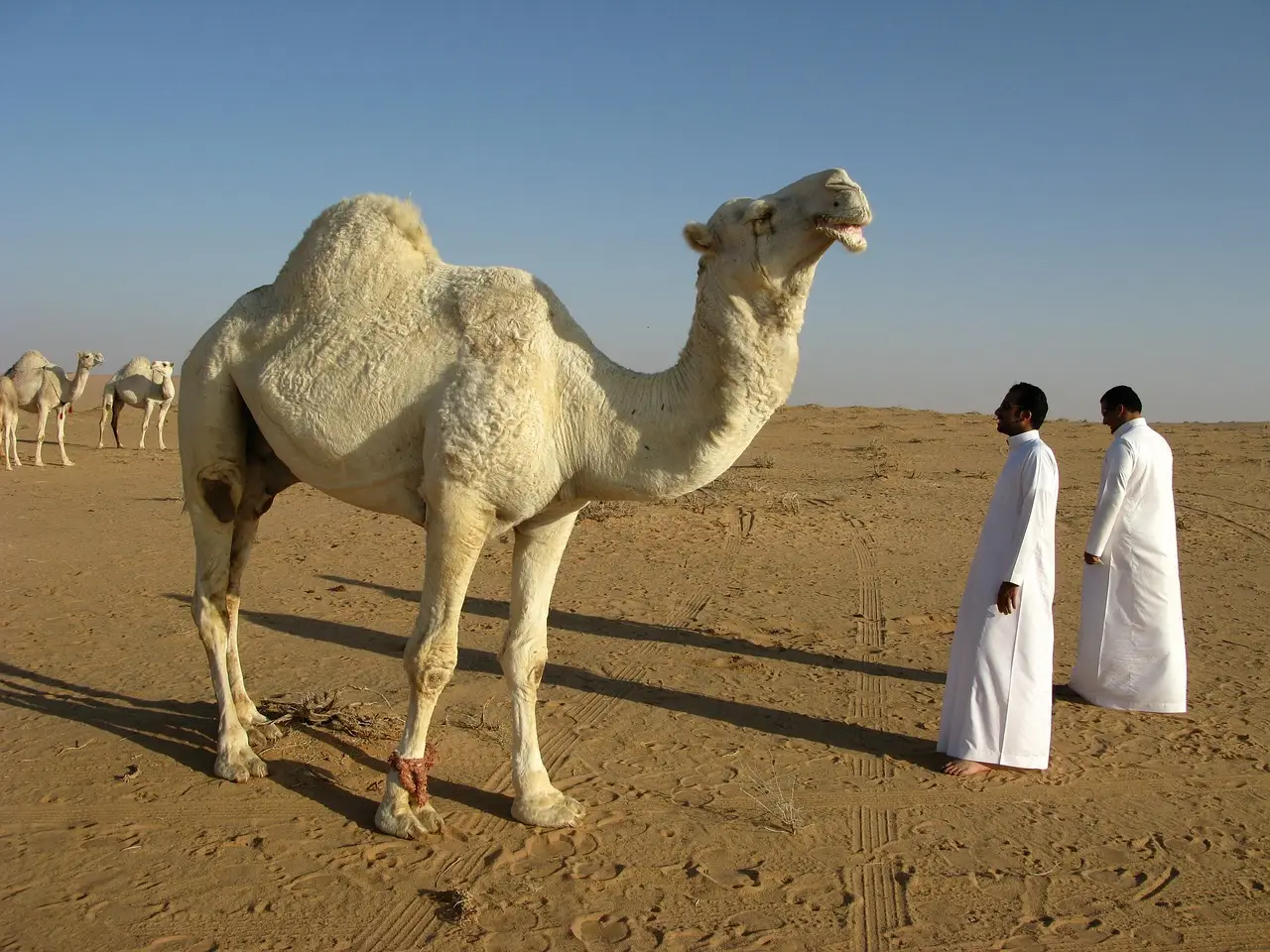 Deadly Attacks on Saudi Arabia Risk Wider War That Draws In US