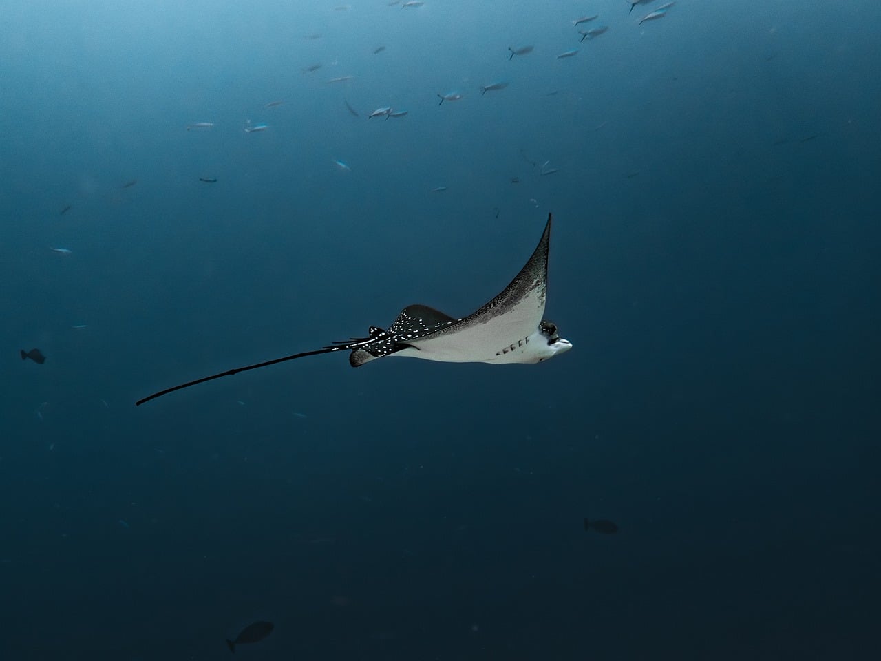 Commodity trader takes Pelagic handysize for up to 11 months