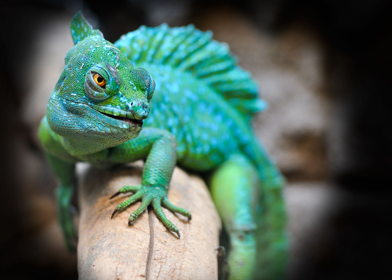 Senate bill takes aim at chameleon carriers plaguing the trucking industry - CDLLife