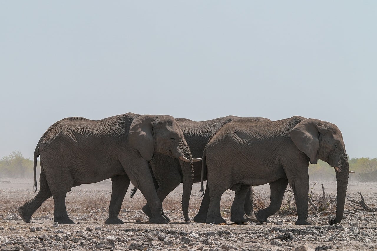 A record month for Savannah