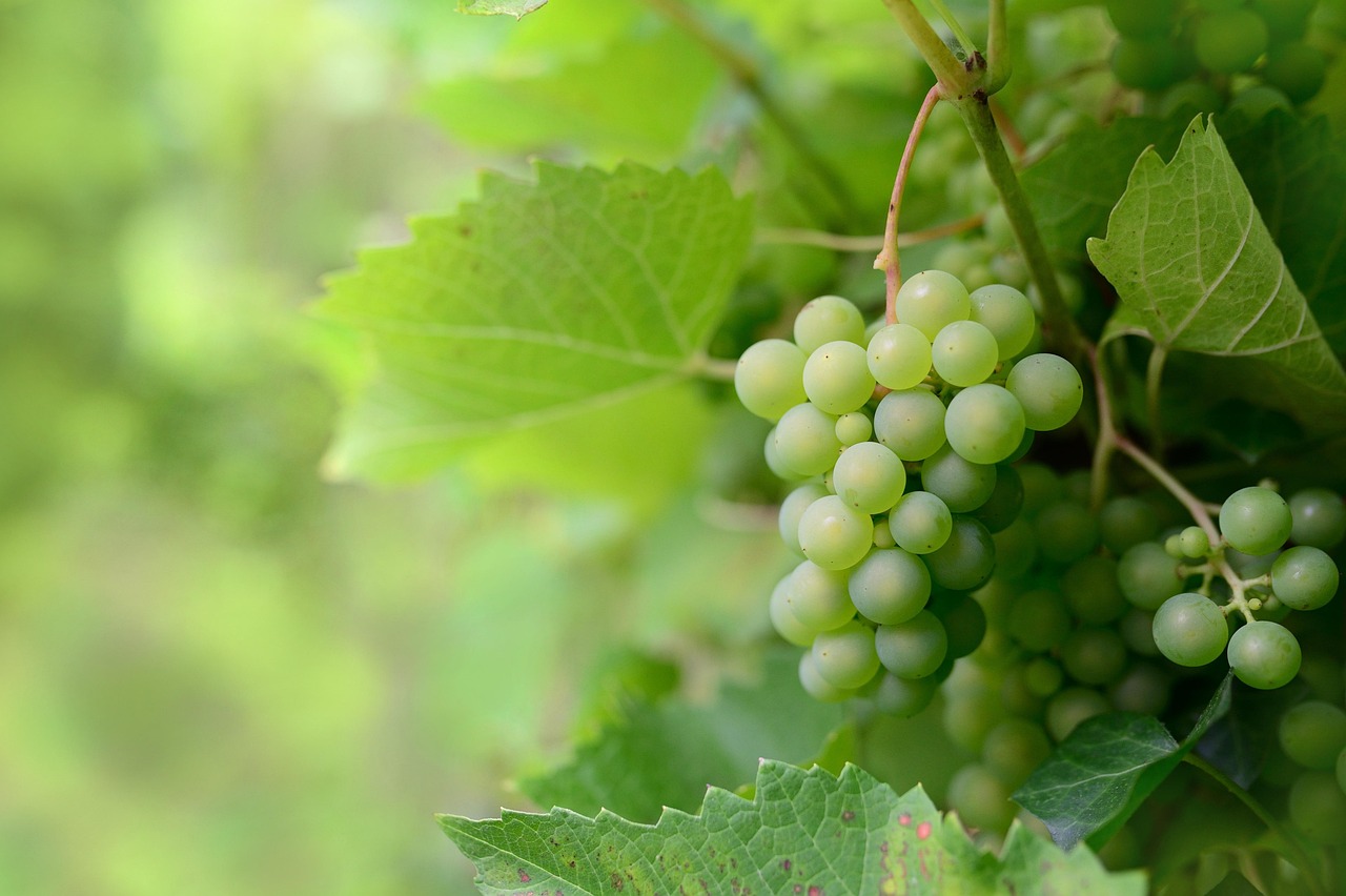China reduces tariffs on U.S. cherry, grape, and pistachio imports - Fresh Plaza