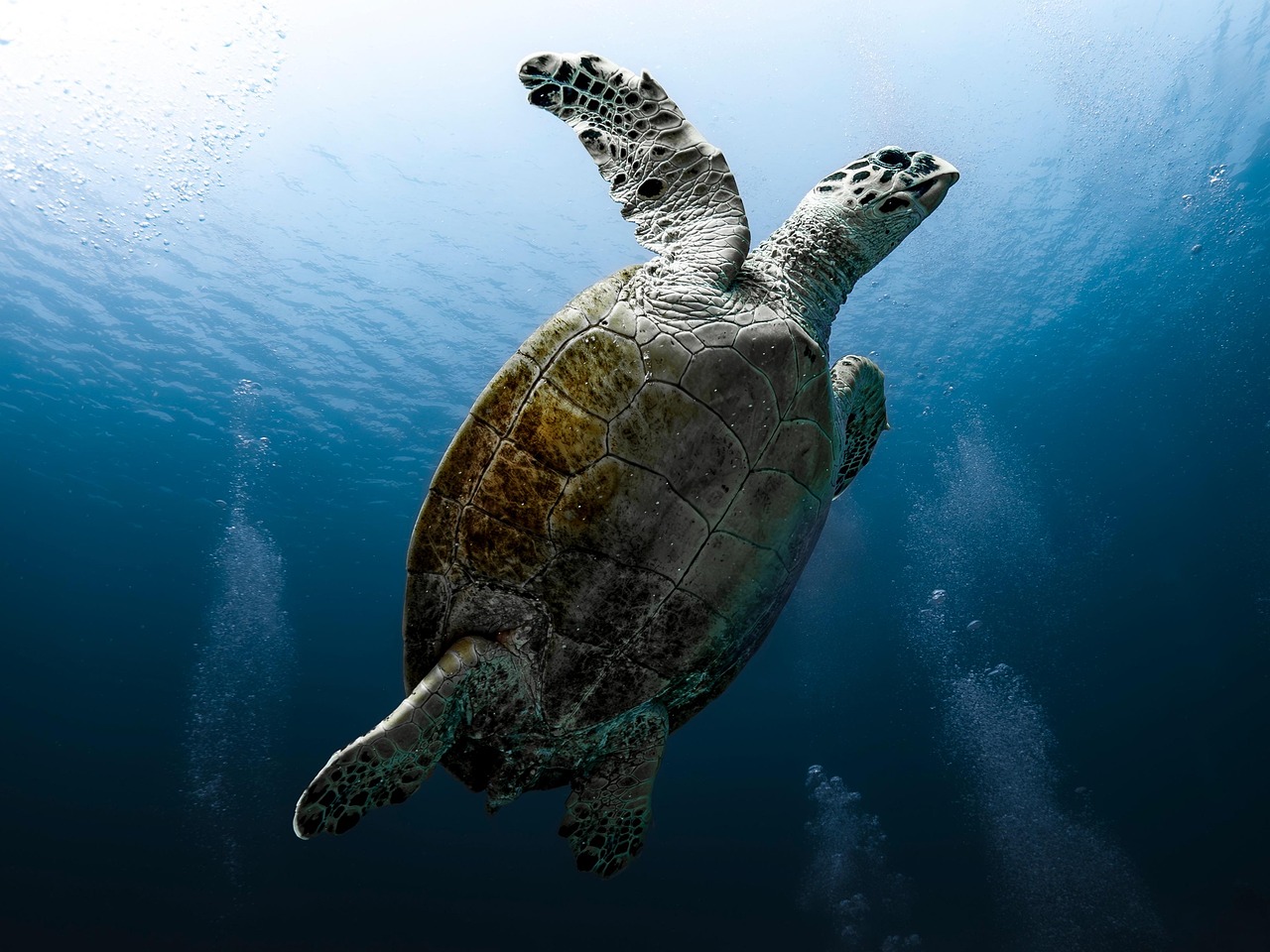 TA Services acquires 2 Texas-based businesses - Trucking Dive