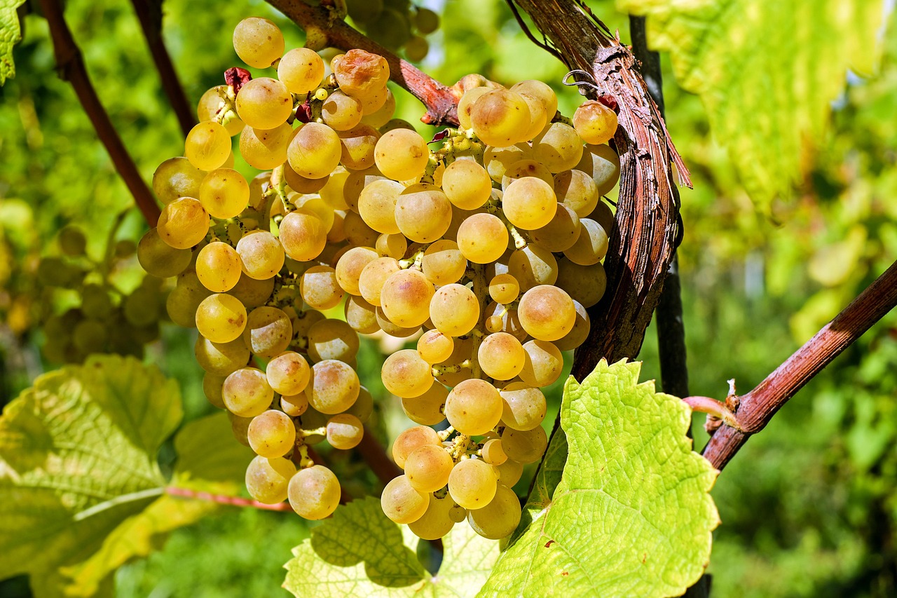 China reduces tariffs on U.S. cherry, grape, and pistachio imports - FreshPlaza