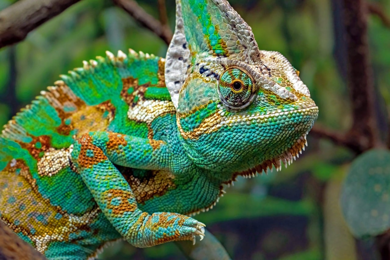Lawmakers attempt to show chameleon carriers’ true colors - Land Line Media
